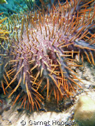 Crown of thorns starfish (Acanthaster planci) on the prow... by Garnet Hooper 